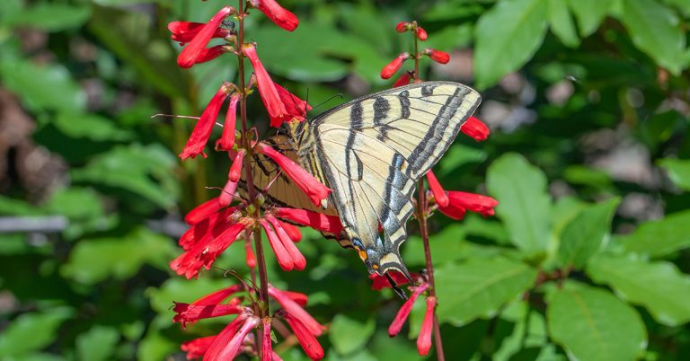 Firecracker Penstemon Growing & Care - Featured image