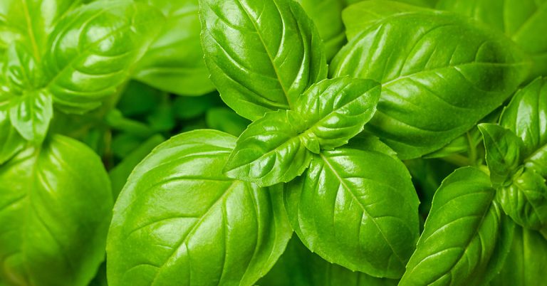 11 Ways To Grow a Big Basil Garden - Featured image