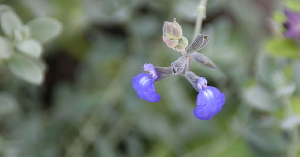 germander sage