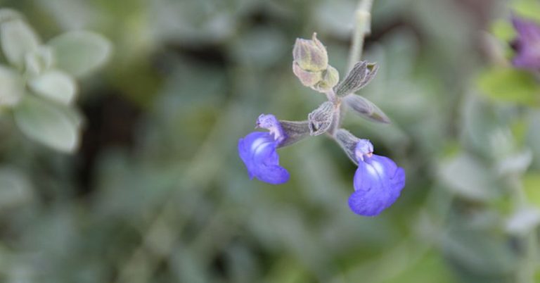Germander Sage Growing & Care Guide - Featured image