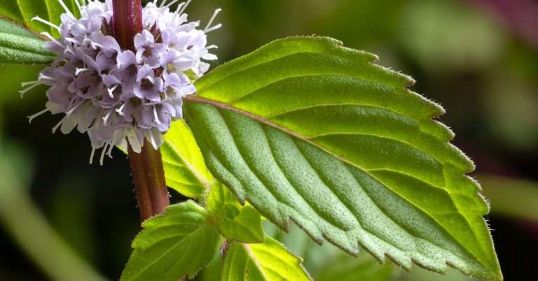Ginger Mint Growing & Care Guide - Featured image