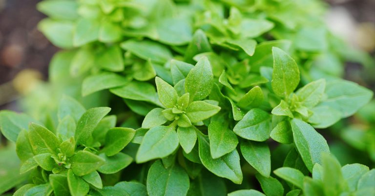 11 Ways To Get The Most Out Of Your Basil Before Fall - Featured image