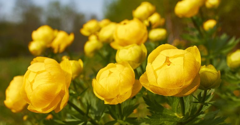 Globe Flower (Trollius) Care Guide - Featured image