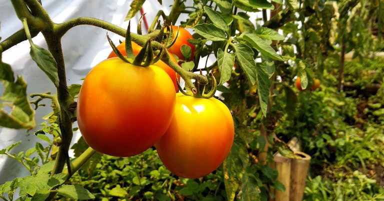Golden Jubilee Tomato Growing & Uses - Featured image