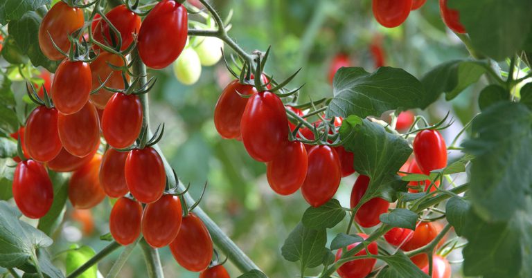 Grape Tomato Growing, Care, & Uses - Featured image