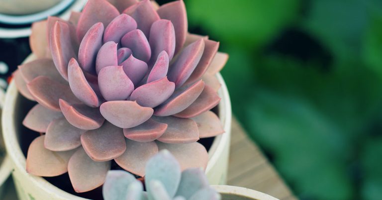 Graptoveria Succulent Growing & Care - Featured image