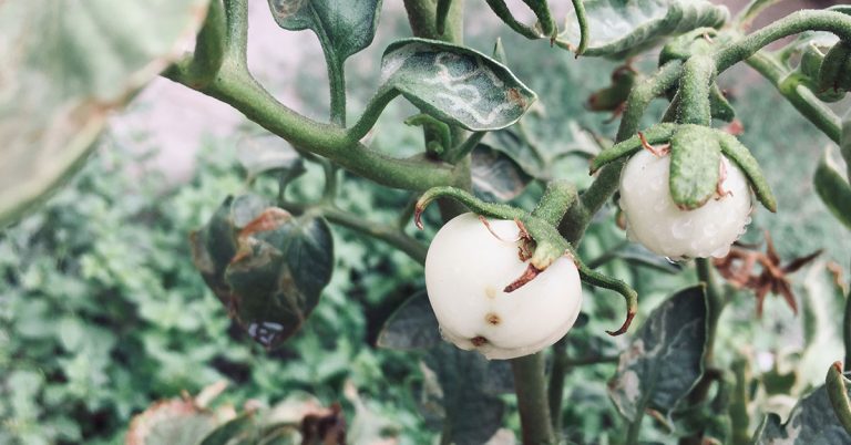 Great White Tomato Growing & Uses - Featured image