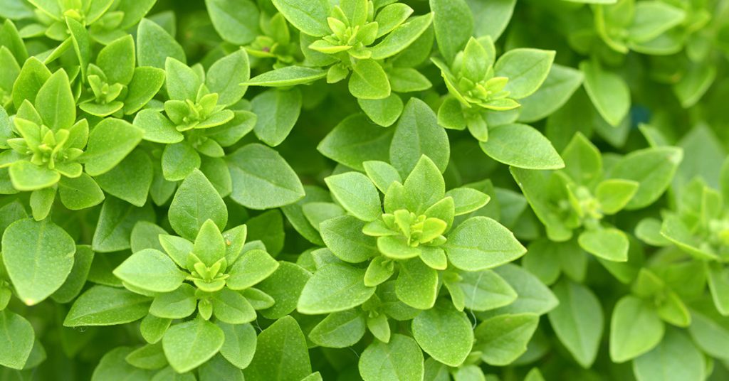 greek basil