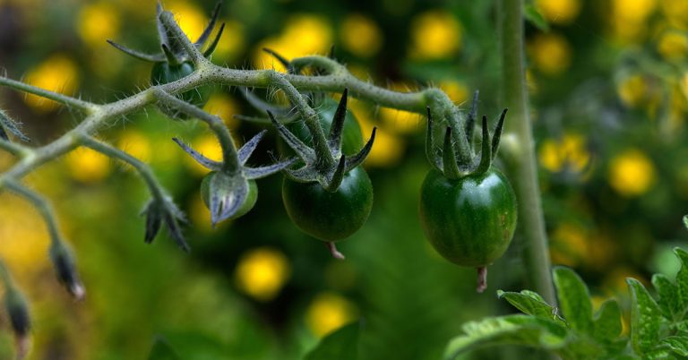 Green Grape Tomato Growing & Care - Featured image