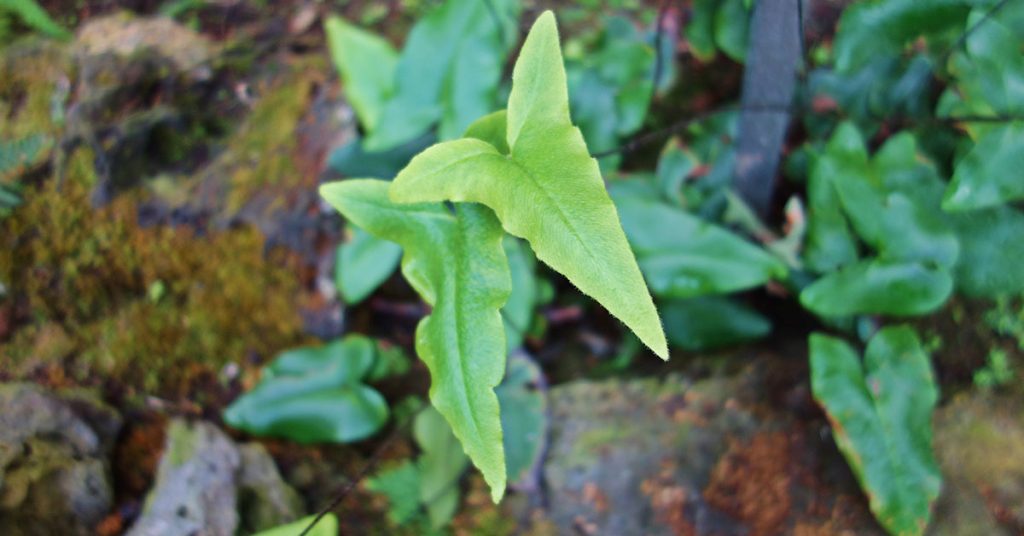 Heart Fern Growing & Care Guide - Featured image