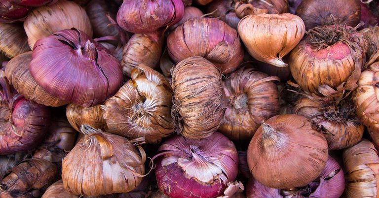 The Shady Secrets Behind “Guaranteed to Bloom” Bulbs - Featured image