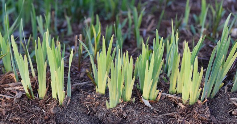 When To Plant Iris Bulbs In Massachusetts - Featured image