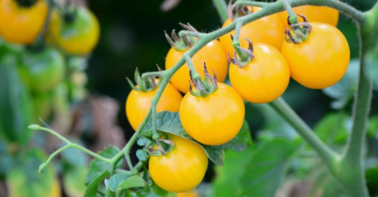 Italian Ice Tomato Growing, Care, & Uses - Featured image