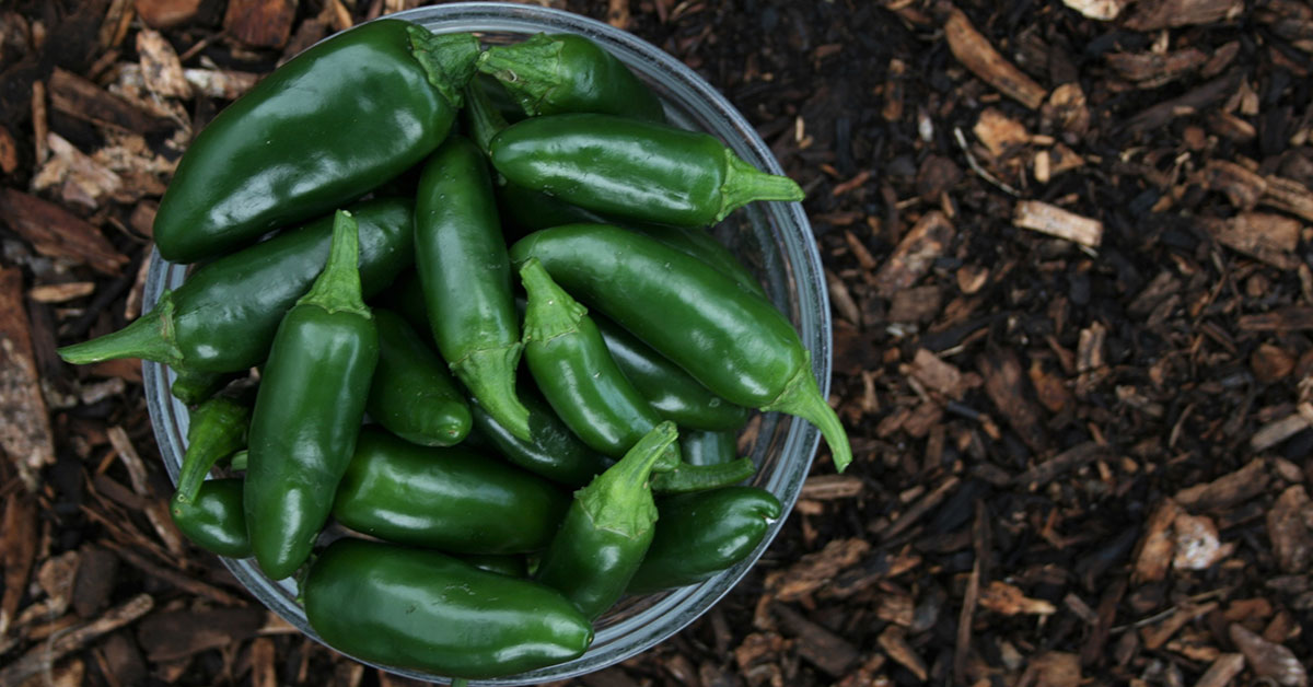 Jalapeno Pepper Growing & Harvesting The Garden Magazine