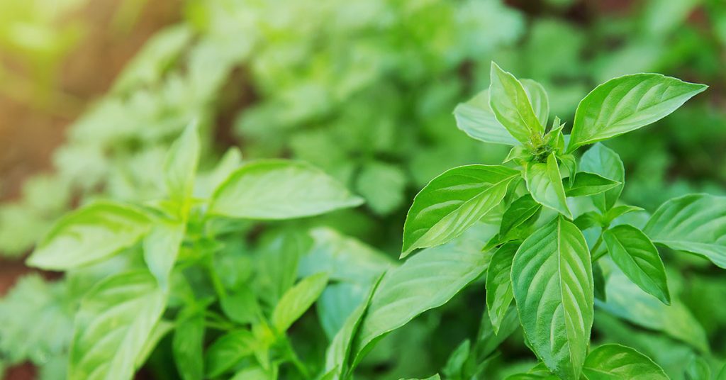 Lemon Basil Growing & Care Guide The Garden Magazine