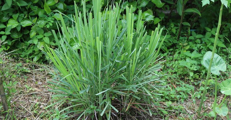 Lemongrass Growing & Care Guide - Featured image