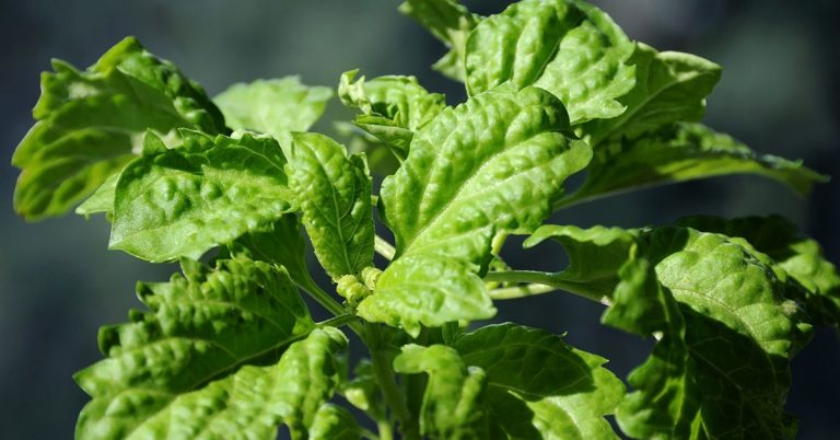 Lettuce Leaf Basil Growing & Care - Featured image