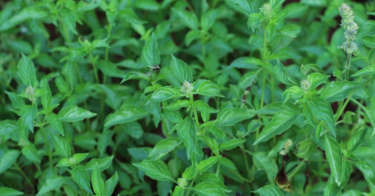 Lime Basil Growing & Care Guide - Featured image