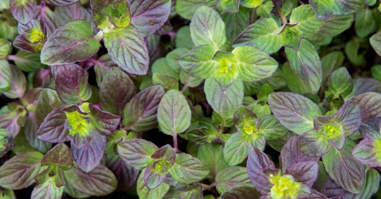 10 Gardening Tips For Growing Thyme And Mint Together - Featured image