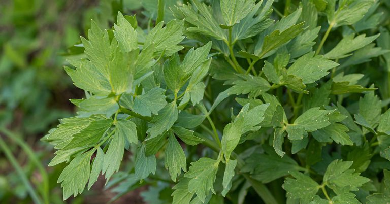 Lovage (Levisticum officinale) Growing & Care - Featured image