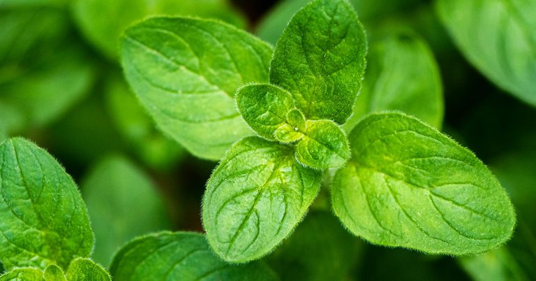 Marjoram Growing & Care Guide - Featured image