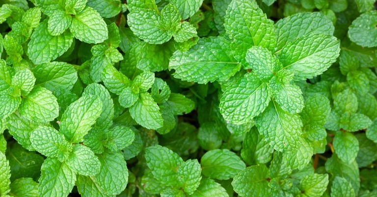10 Reasons Why You Should Plant Peppermint By Your Entrance - Featured image