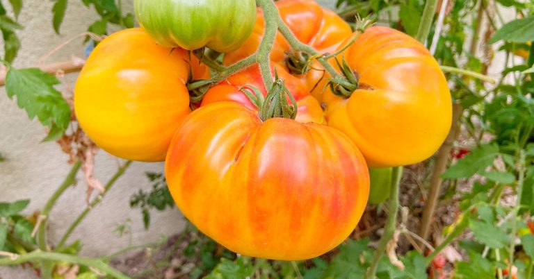 Pineapple Tomato Growing, Care, & Uses - Featured image