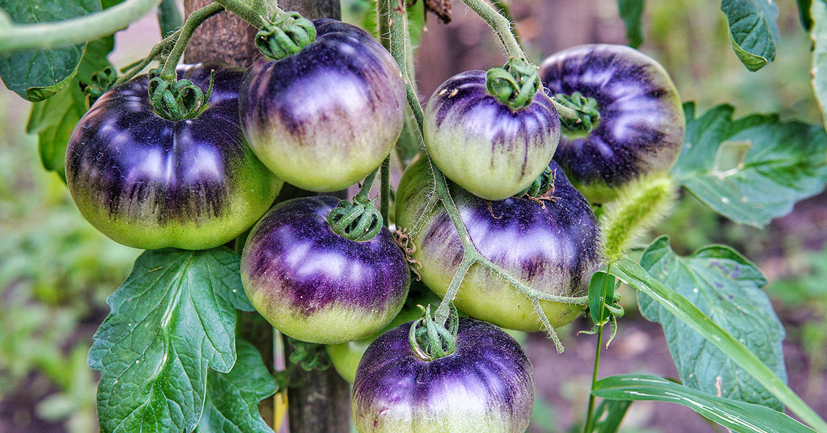 purple russian tomato