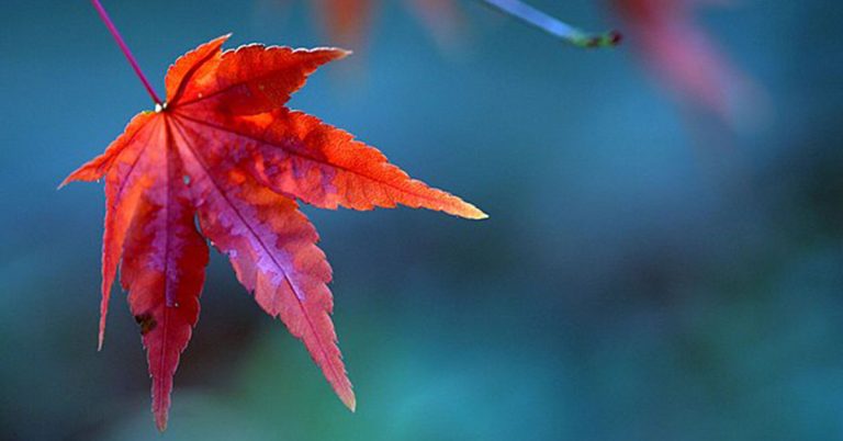Creating a Fall Meditation Garden for Mindfulness - Featured image