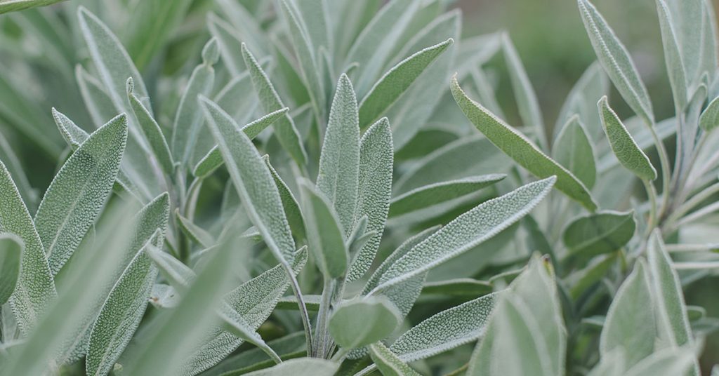 11 Mistakes Gardeners Make While Growing Sage And How To Avoid Them 11 Mistakes Gardeners Make While Growing Sage And How To Avoid Them