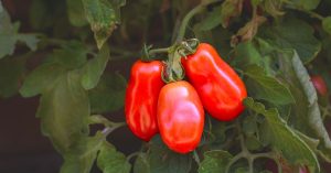 San Marzano Tomato Growing Guide - The Garden Magazine