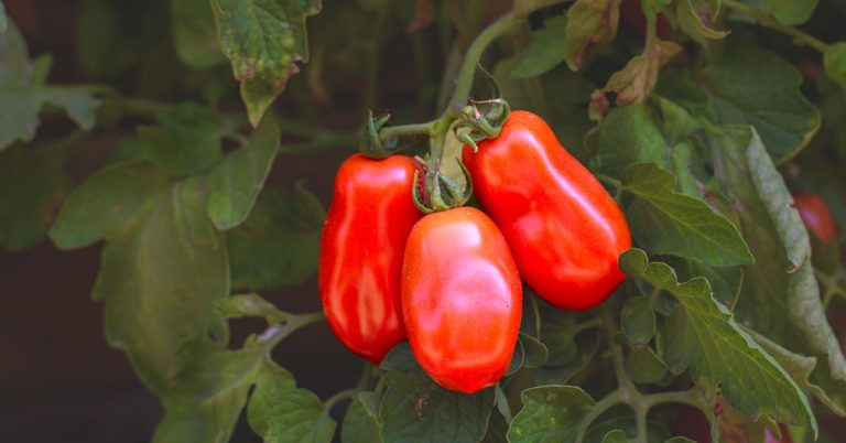 San Marzano Tomato Growing Guide - Featured image