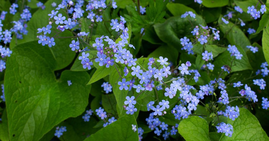 Siberian Bugloss Growing & Care Guide - Featured image