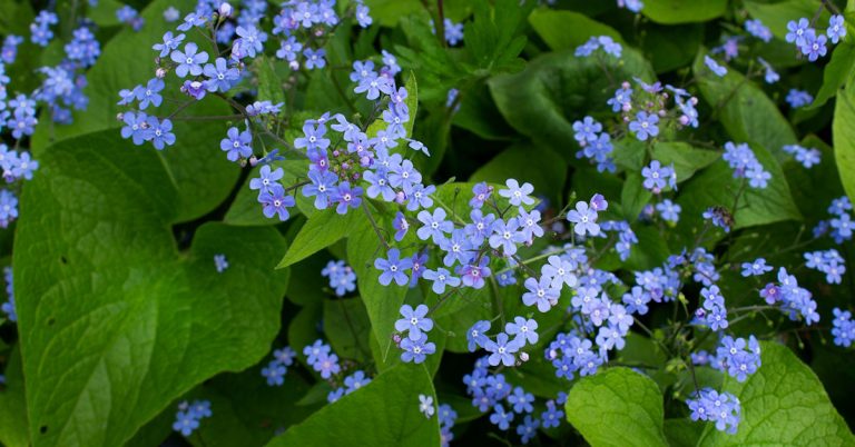 Siberian Bugloss Growing & Care Guide - Featured image