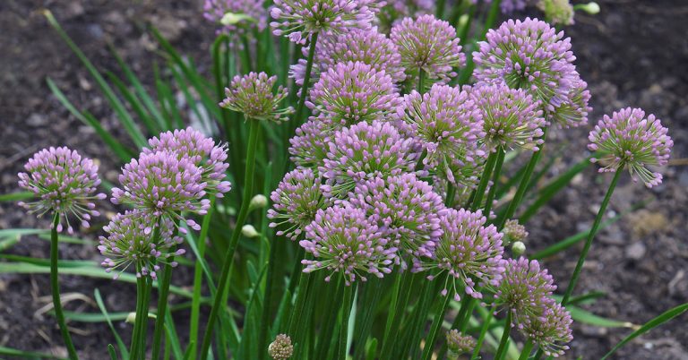 Siberian Chives (Allium nutans) Growing & Care - Featured image