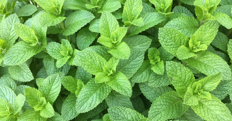 12 Herbs You Can Plant In August And Harvest Before Winter - Featured image