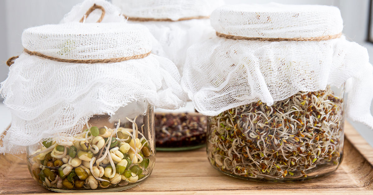 How To Grow Sprouts In A Jar The Garden Magazine