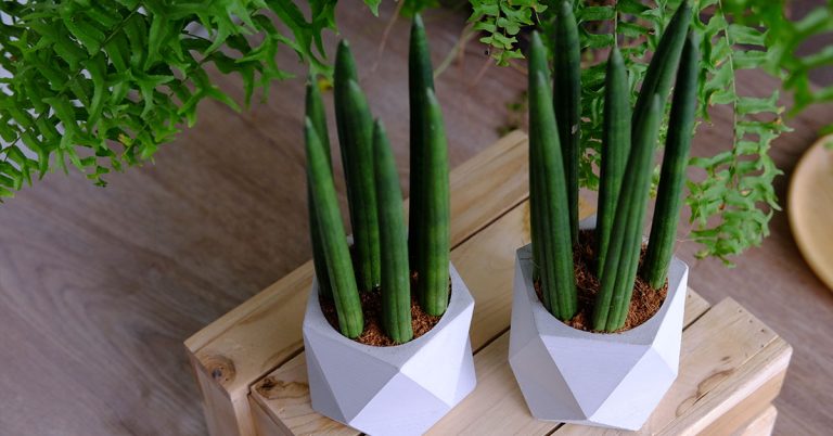 Starfish Plant Growing & Care Guide - Featured image