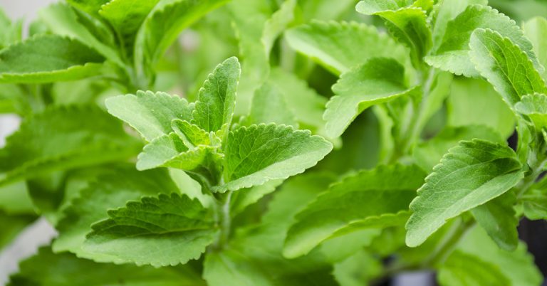 Stevia Plant Growing & Care Guide - Featured image