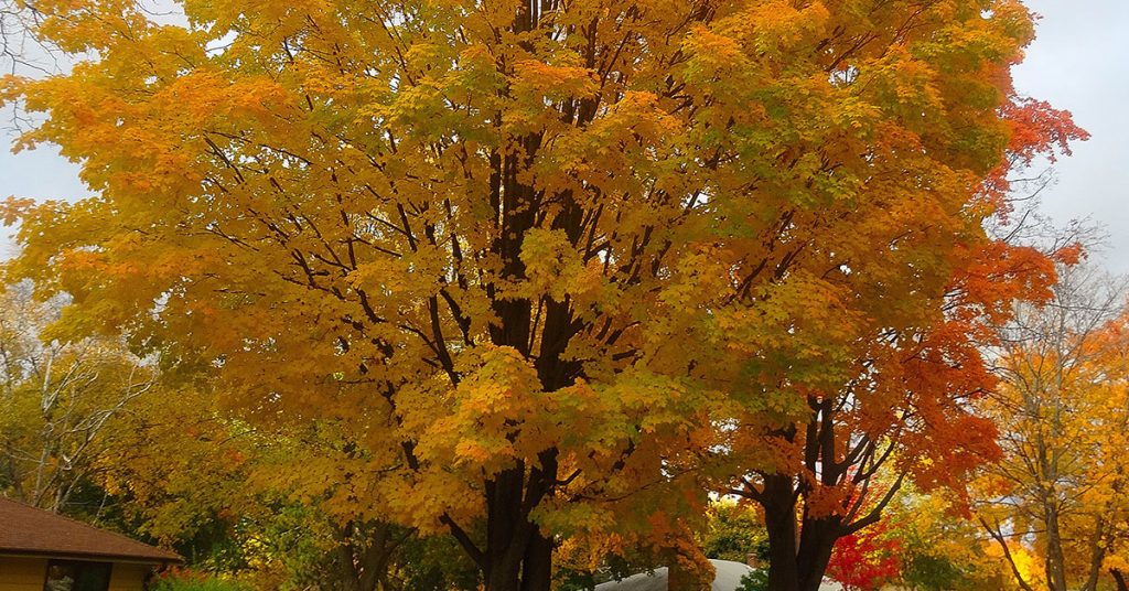 sugar maple fall foliage