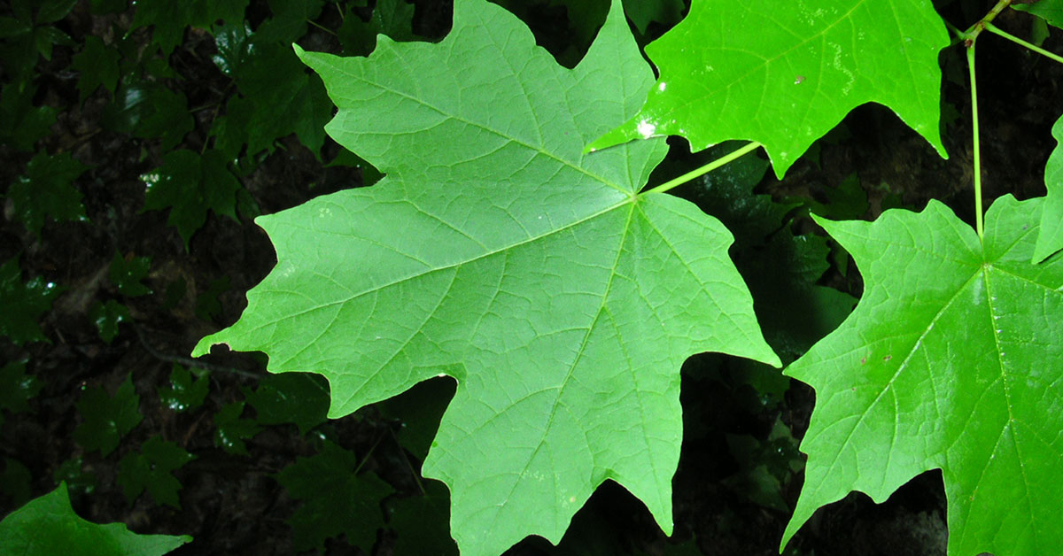 Sugar Maple Growing & Care Guide The Garden Magazine