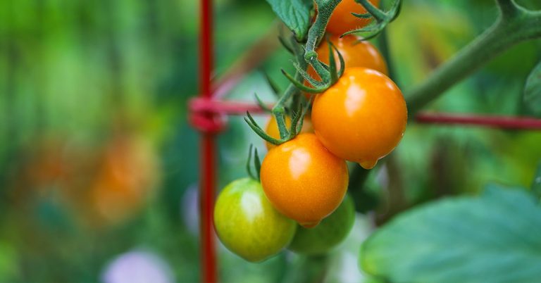 Sun Gold Tomato Growing & Care Guide - Featured image