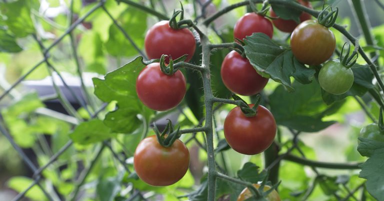 10 Vegetables You Can Grow In Hanging Baskets - Featured image