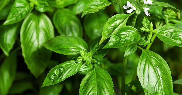 Sweet Basil Growing & Care Guide - Featured image