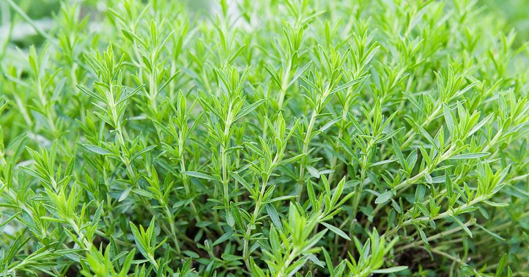 Tarragon Growing & Care Guide - Featured image