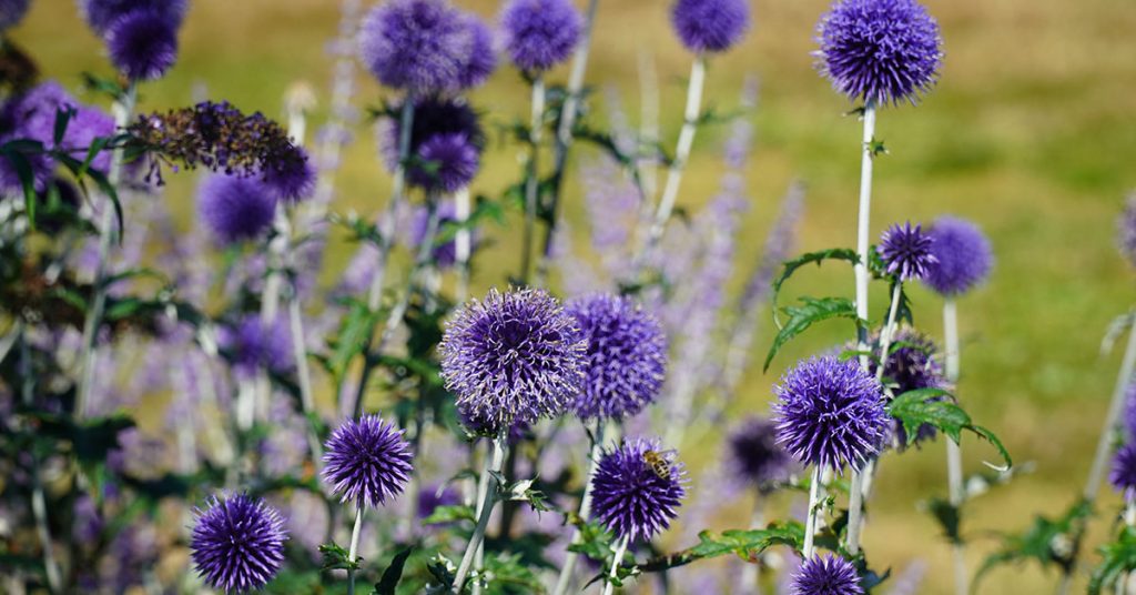 How To Get Rid Of Thistle - Featured image