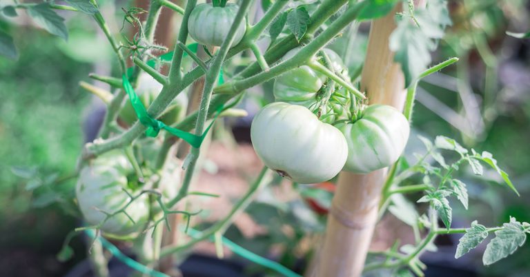 White Wonder Tomato Growing & Care - Featured image