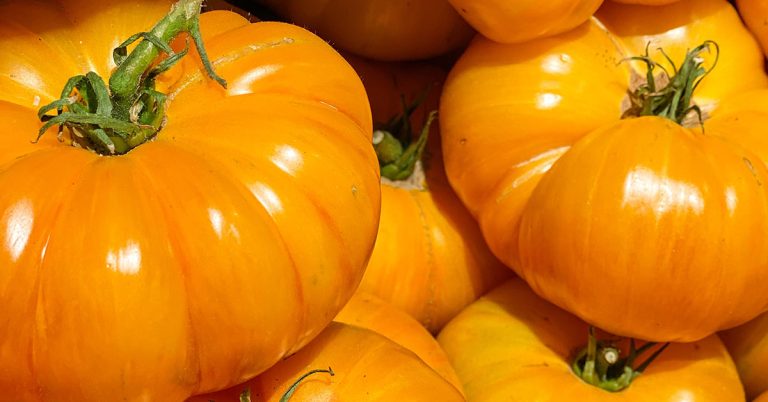 Yellow Brandywine Tomato Growing Guide - Featured image