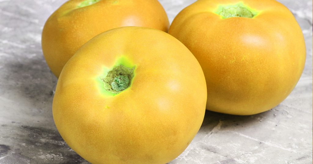 yellow mortgage lifter tomato