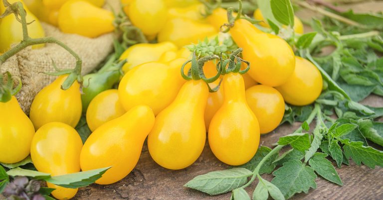 Yellow Pear Tomato Growing & Care - Featured image